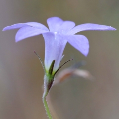 Wahlenbergia capillaris at O'Connor, ACT - 12 Feb 2022 03:25 PM