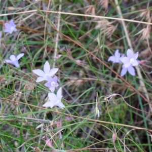 Wahlenbergia capillaris at O'Connor, ACT - 12 Feb 2022 03:25 PM