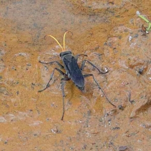 Fabriogenia sp. (genus) at O'Connor, ACT - 12 Feb 2022 02:48 PM