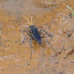 Pompilidae (family) (Unidentified Spider wasp) at Dryandra St Woodland - 12 Feb 2022 by ConBoekel