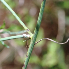 Chondrilla juncea at O'Connor, ACT - 12 Feb 2022