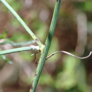 Chondrilla juncea at O'Connor, ACT - 12 Feb 2022