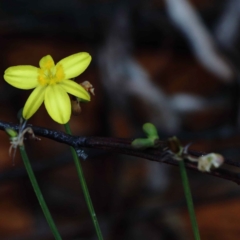 Tricoryne elatior (Yellow Rush Lily) at Dryandra St Woodland - 12 Feb 2022 by ConBoekel