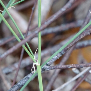 Tricoryne elatior at O'Connor, ACT - 12 Feb 2022