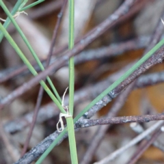 Tricoryne elatior at O'Connor, ACT - 12 Feb 2022