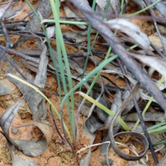 Tricoryne elatior at O'Connor, ACT - 12 Feb 2022