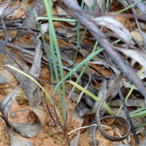 Tricoryne elatior at O'Connor, ACT - 12 Feb 2022