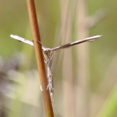 Platyptilia celidotus (Plume Moth) at Dryandra St Woodland - 12 Feb 2022 by ConBoekel