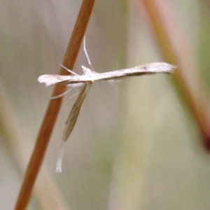 Platyptilia celidotus at O'Connor, ACT - 12 Feb 2022