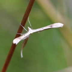 Platyptilia celidotus at O'Connor, ACT - 12 Feb 2022