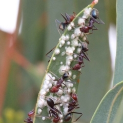 Cardiaspina sp. (genus) (Lace or Basket lerp) at O'Connor, ACT - 12 Feb 2022 by ConBoekel