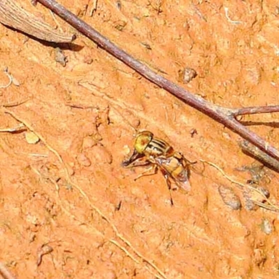 Eristalinus sp. (genus) (A Hover Fly) at Dryandra St Woodland - 12 Feb 2022 by ConBoekel