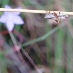 Conocephalomima barameda (False Meadow Katydid, Barameda) at Dryandra St Woodland - 12 Feb 2022 by ConBoekel