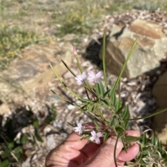 Epilobium billardiereanum (Willowherb) at Hackett, ACT - 12 Feb 2022 by cmobbs