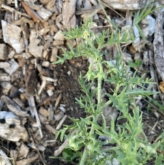 Solanum triflorum (Three-flowered Nightshade) at Hackett, ACT - 12 Feb 2022 by cmobbs