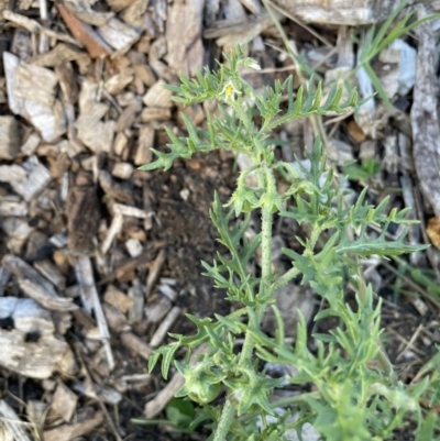 Solanum triflorum (Three-flowered Nightshade) at Hackett, ACT - 12 Feb 2022 by cmobbs