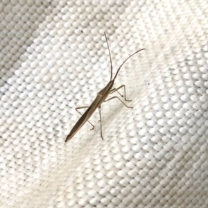 Mutusca brevicornis at Molonglo Valley, ACT - 13 Feb 2022