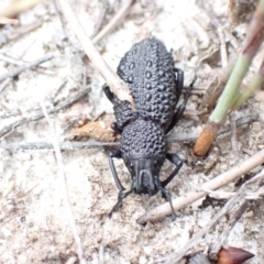 Talaurinus typicus (Ground weevil) at Hyams Beach, NSW - 12 Feb 2022 by AnneG1