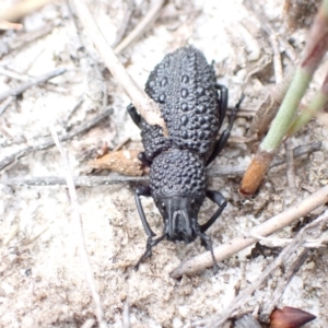 Talaurinus typicus at Hyams Beach, NSW - 12 Feb 2022