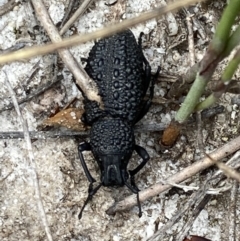 Talaurinus typicus at Hyams Beach, NSW - 12 Feb 2022