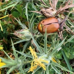 Anoplognathus sp. (genus) (Unidentified Christmas beetle) at Belconnen, ACT - 13 Feb 2022 by KMcCue