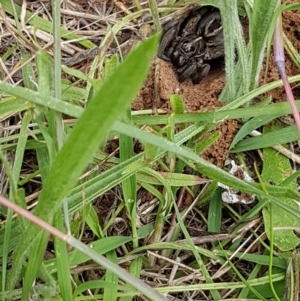 Tasmanicosa sp. (genus) at Griffith, ACT - 13 Feb 2022