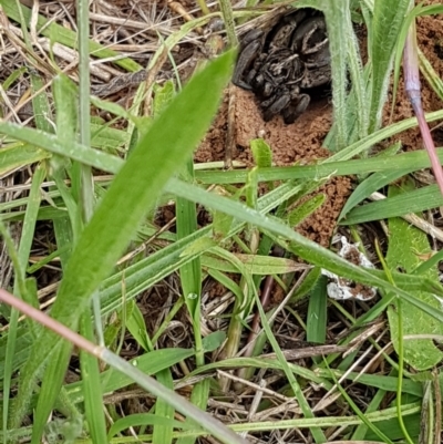 Tasmanicosa sp. (genus) (Unidentified Tasmanicosa wolf spider) at Bass Gardens Park, Griffith - 12 Feb 2022 by SRoss