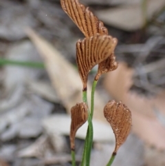 Schizaea bifida (Forked Comb Fern) at Jervis Bay National Park - 12 Feb 2022 by AnneG1