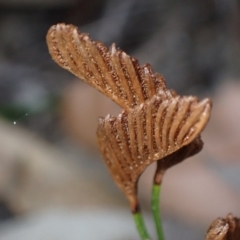 Schizaea bifida at Hyams Beach, NSW - 12 Feb 2022 04:39 PM