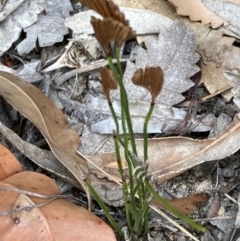 Schizaea bifida at Hyams Beach, NSW - 12 Feb 2022 04:39 PM