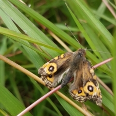 Junonia villida (Meadow Argus) at Griffith, ACT - 12 Feb 2022 by SRoss