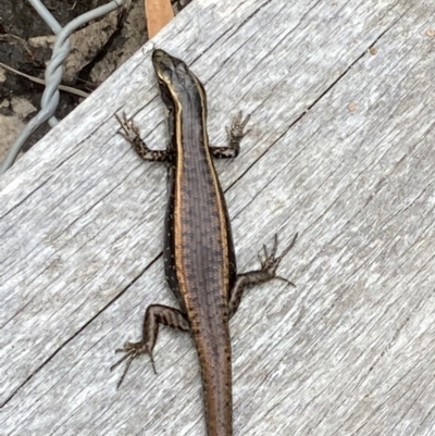 Eulamprus quoyii (Eastern Water Skink) at Jervis Bay National Park - 12 Feb 2022 by AnneG1