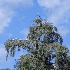 Threskiornis molucca (Australian White Ibis) at Wangaratta, VIC - 11 Feb 2022 by Darcy