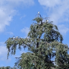 Threskiornis molucca at Wangaratta, VIC - 12 Feb 2022 09:58 AM