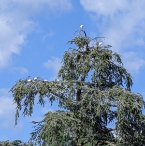 Threskiornis molucca at Wangaratta, VIC - 12 Feb 2022