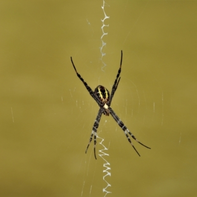 Argiope (genus) (A St. Andrew's cross spider) at Mount Stuart, QLD - 5 Feb 2022 by TerryS
