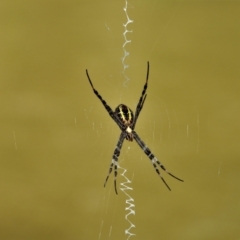 Argiope sp. (TBC) at suppressed - 4 Feb 2022 by TerryS