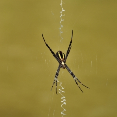 Unidentified Orb-weaving spider (several families) at Mount Stuart, QLD - 4 Feb 2022 by TerryS