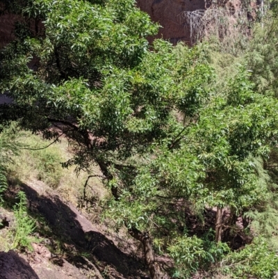 Acacia melanoxylon (Blackwood) at Alpine National Park - 12 Feb 2022 by Darcy