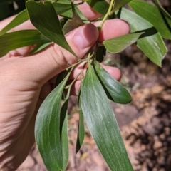 Acacia melanoxylon at Cheshunt, VIC - 12 Feb 2022