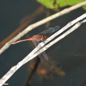 Diplacodes bipunctata at Mount Stuart, QLD - 6 Feb 2022 09:15 AM