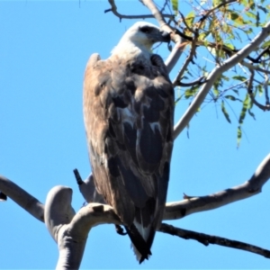 Haliaeetus leucogaster at Mount Stuart, QLD - 21 Nov 2021 09:57 AM