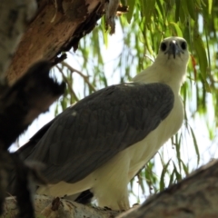 Haliaeetus leucogaster (White-bellied Sea-Eagle) at Cranbrook, QLD - 29 Jan 2022 by TerryS