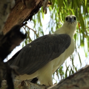 Haliaeetus leucogaster (White-bellied Sea-Eagle) at Cranbrook, QLD by TerryS
