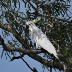 Cacatua galerita (Sulphur-crested Cockatoo) at Mount Stuart, QLD - 4 Feb 2022 by TerryS