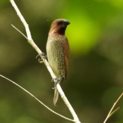 Lonchura punctulata (Scaly-breasted Munia) at Kelso, QLD - 4 Feb 2022 by TerryS