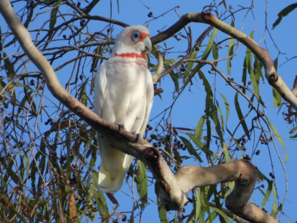 Cacatua tenuirostris at Mount Stuart, QLD - 6 Feb 2022