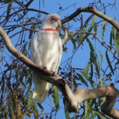 Cacatua tenuirostris (Long-billed Corella) at Mount Stuart, QLD - 5 Feb 2022 by TerryS