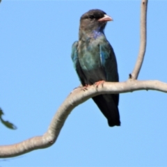 Eurystomus orientalis (Dollarbird) at Mount Stuart, QLD - 5 Feb 2022 by TerryS