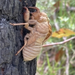 Cicadidae (family) (Unidentified cicada) at Jerrawangala, NSW - 8 Feb 2022 by AnneG1